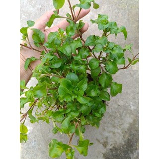 Chậu rau cải xoong ( xà lách xoong) xanh tốt