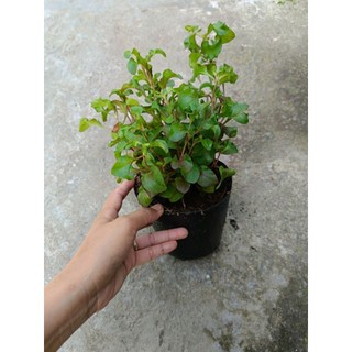 Chậu rau cải xoong ( xà lách xoong) xanh tốt