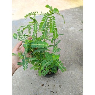 [ Cây dược liệu] Chậu cây diệp hạ châu ( cây ch* đẻ) nhiều công dụng