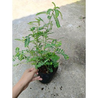 [ Cây dược liệu] Chậu cây diệp hạ châu ( cây ch* đẻ) nhiều công dụng