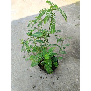 [ Cây dược liệu] Chậu cây diệp hạ châu ( cây ch* đẻ) nhiều công dụng