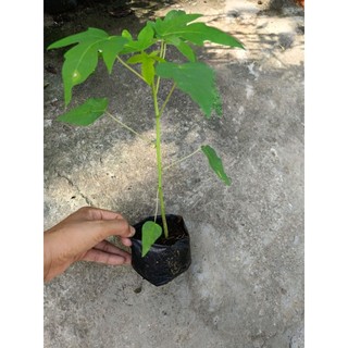 Combo 5 cây Đu Đủ Lùn ruột đỏ Đài Loan , cây con cao15cm, mua 10 tặng 1
