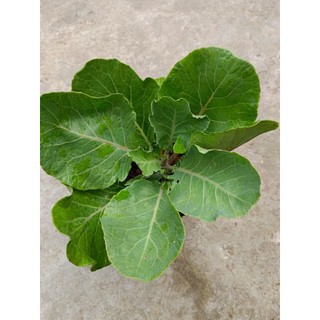 1 chậu Cải Rổ xanh tốt như hình
