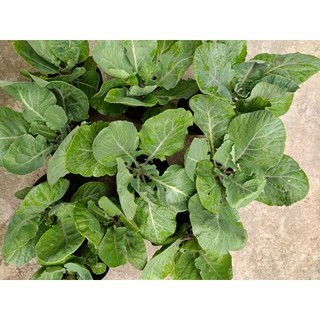 1 chậu Cải Rổ xanh tốt như hình