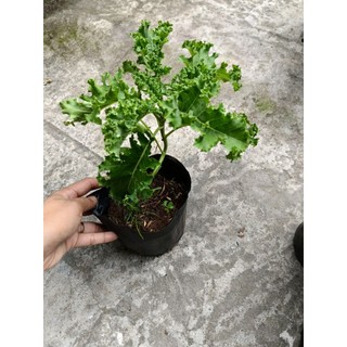 Chậu cây cải Kale( cải xoắn)
