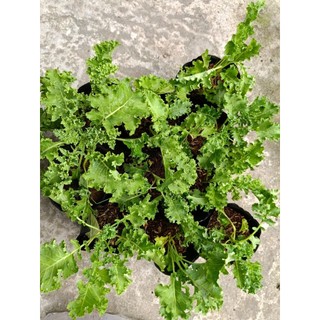 Chậu cây cải Kale( cải xoắn)