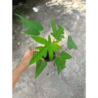 Combo 5 cây Đu Đủ Lùn ruột đỏ Đài Loan , cây con cao15cm, mua 10 tặng 1