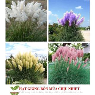 Sỉ 1 lạng Hạt Giống Cỏ Bông Lau Mỹ - Mix Hồng Trắng  tím vàng, siêu đẹp bền
