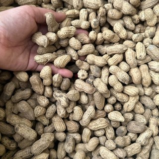 Lạc Vỏ Hạt Đỏ Quê 1kg – Hạt To, Đều, Thơm Bùi