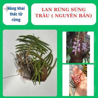 Lan rừng sừng trâu nguyên bản, to đẹp hoa lâu tàn