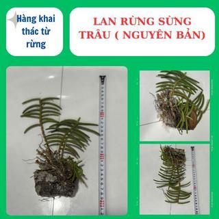 Lan rừng sừng trâu nguyên bản, to đẹp hoa lâu tàn