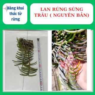 Lan rừng sừng trâu nguyên bản, to đẹp hoa lâu tàn