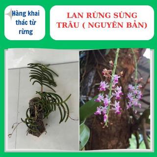 Lan rừng sừng trâu nguyên bản, to đẹp hoa lâu tàn