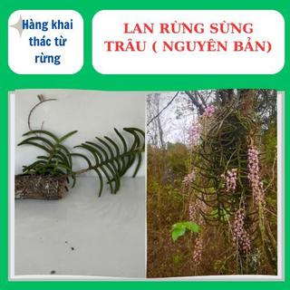Lan rừng sừng trâu nguyên bản, to đẹp hoa lâu tàn