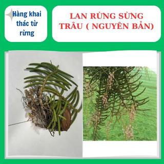 Lan rừng sừng trâu nguyên bản, to đẹp hoa lâu tàn