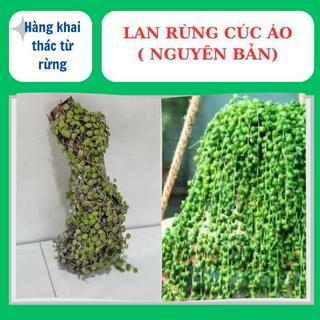 Lan rừng cúc áo ( nguyên bản ) phủ xanh đẹp