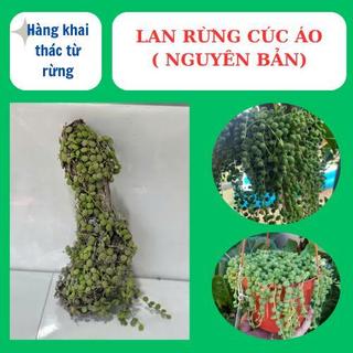 Lan rừng cúc áo ( nguyên bản ) phủ xanh đẹp