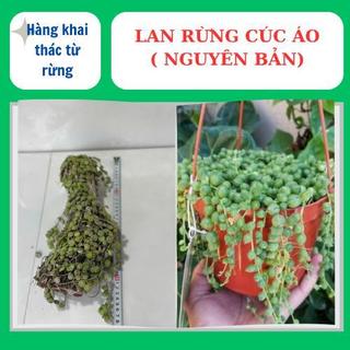 Lan rừng cúc áo ( nguyên bản ) phủ xanh đẹp