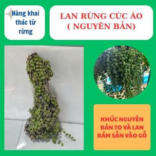 Lan rừng cúc áo ( nguyên bản ) phủ xanh đẹp