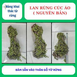 Lan rừng cúc áo ( nguyên bản ) phủ xanh đẹp