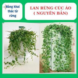 Lan rừng cúc áo ( nguyên bản ) phủ xanh đẹp