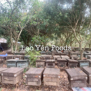 Combo 3 Hũ Nghệ Mật Ong Sachi 450g Lạc Yên Foods, Tặng 1 Hũ Nghệ Mật Ong 120gr