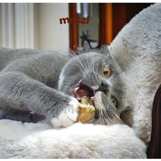 Đồ chơi xơ mướp Cattyman gặm sạch răng cho mèo