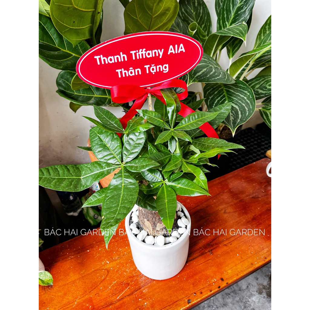 Kim ngân củ để bàn kèm chậu men sứ cao cấp- Cây nội ngoại thất