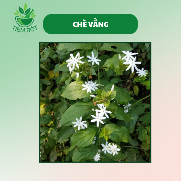Thiết Kế Của Trà Lá Vằng Tiêu Chuẩn