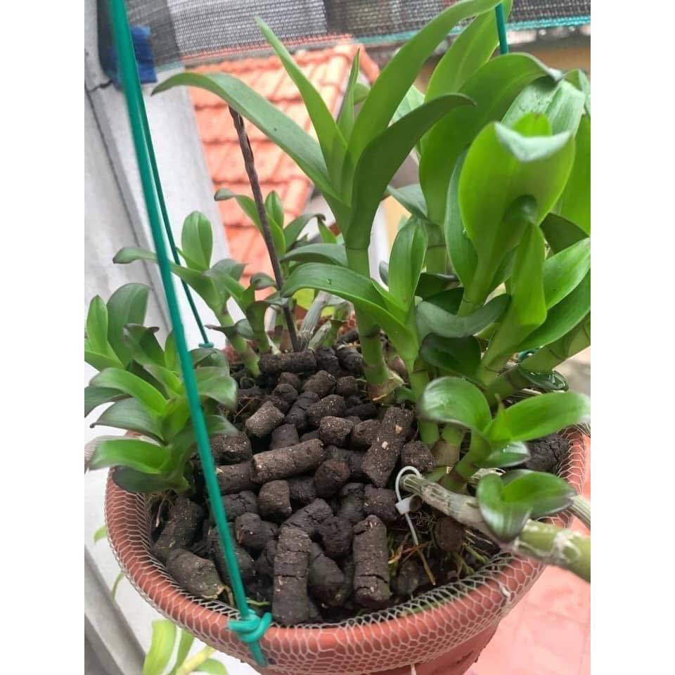 Kích  Bật  Trồi Hoa Lan Cây kiểng Nhật