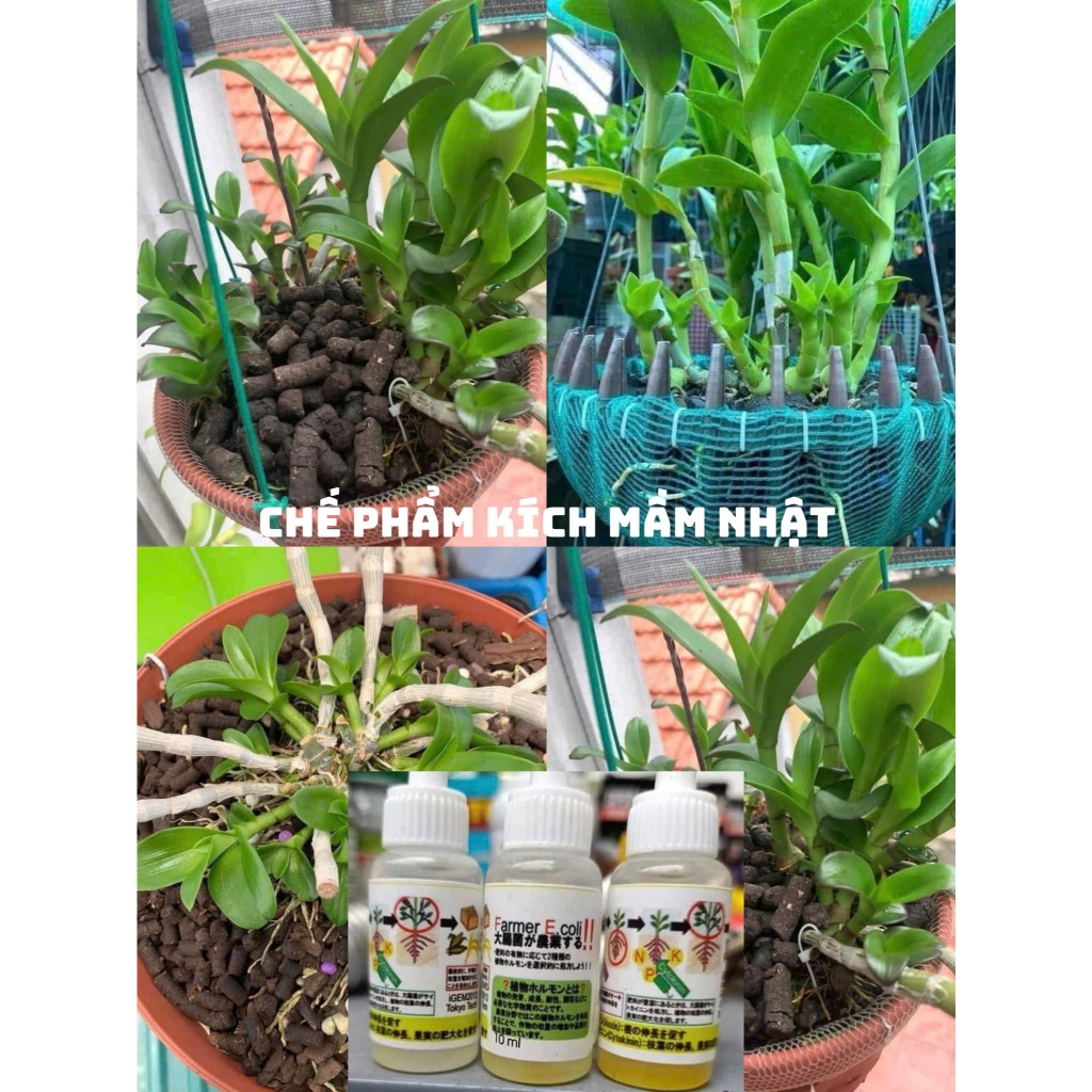 Kích  Bật  Trồi Hoa Lan Cây kiểng Nhật