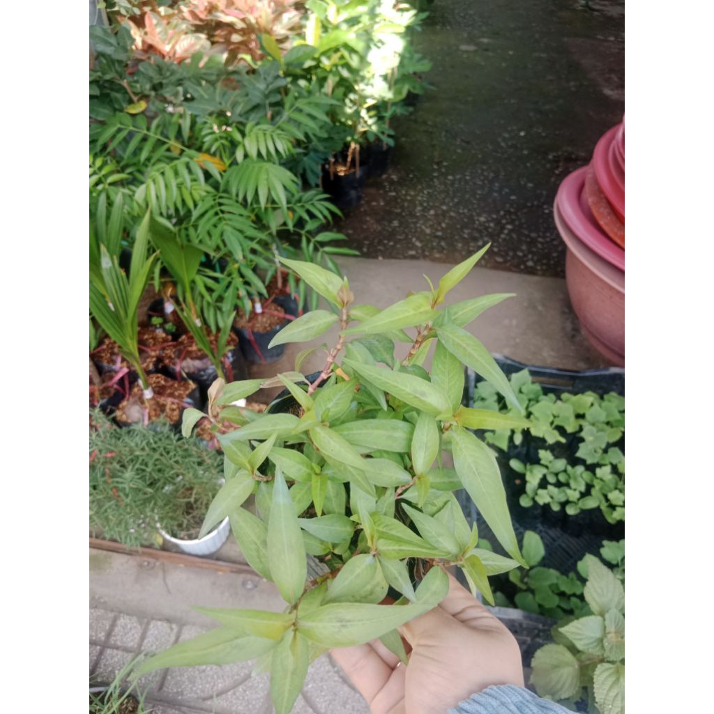 Cây rau răm trồng trong bầu đất ( chỉ giao miền nam ) | Shopee Việt Nam