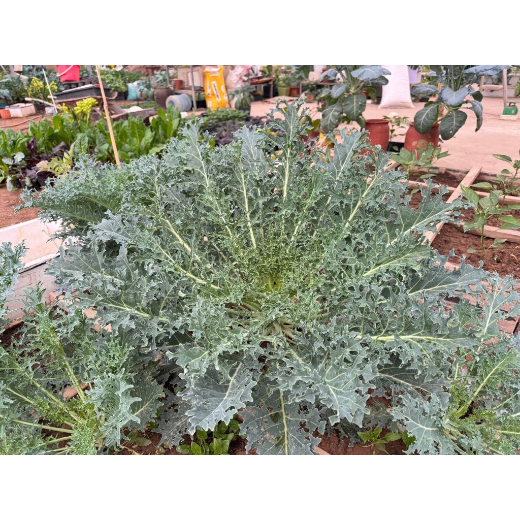 Hạt Giống cải Kale Rong Biển Mỹ Hàng Xịn Nhập Khẩu Chất Lượng Cao