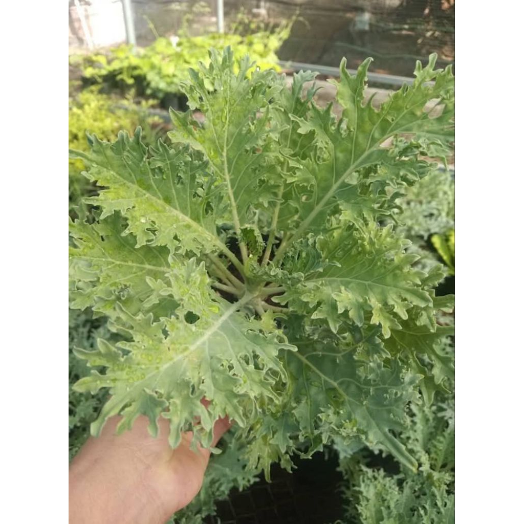 Hạt Giống cải Kale Rong Biển Mỹ Hàng Xịn Nhập Khẩu Chất Lượng Cao