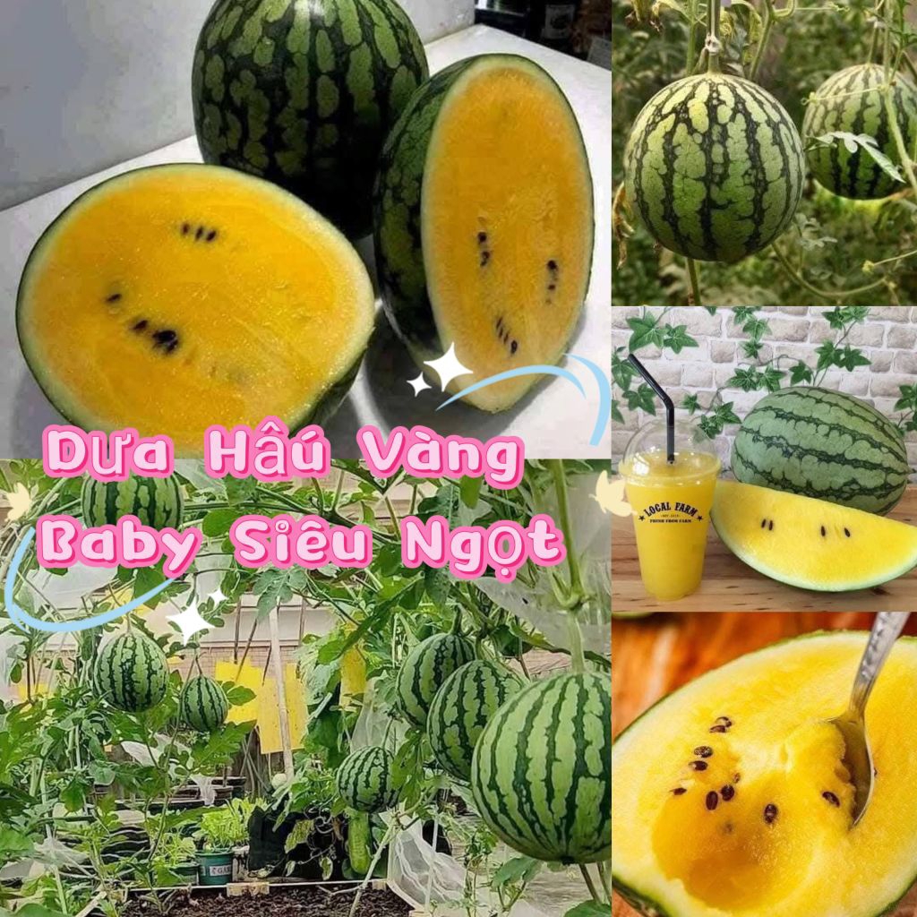 ( NEW) Hạt Giống Dưa Hấu BaBy Vàng💯 Siêu Trái ♥️ Ăn Ngọt Cực Kỳ Năng Suất