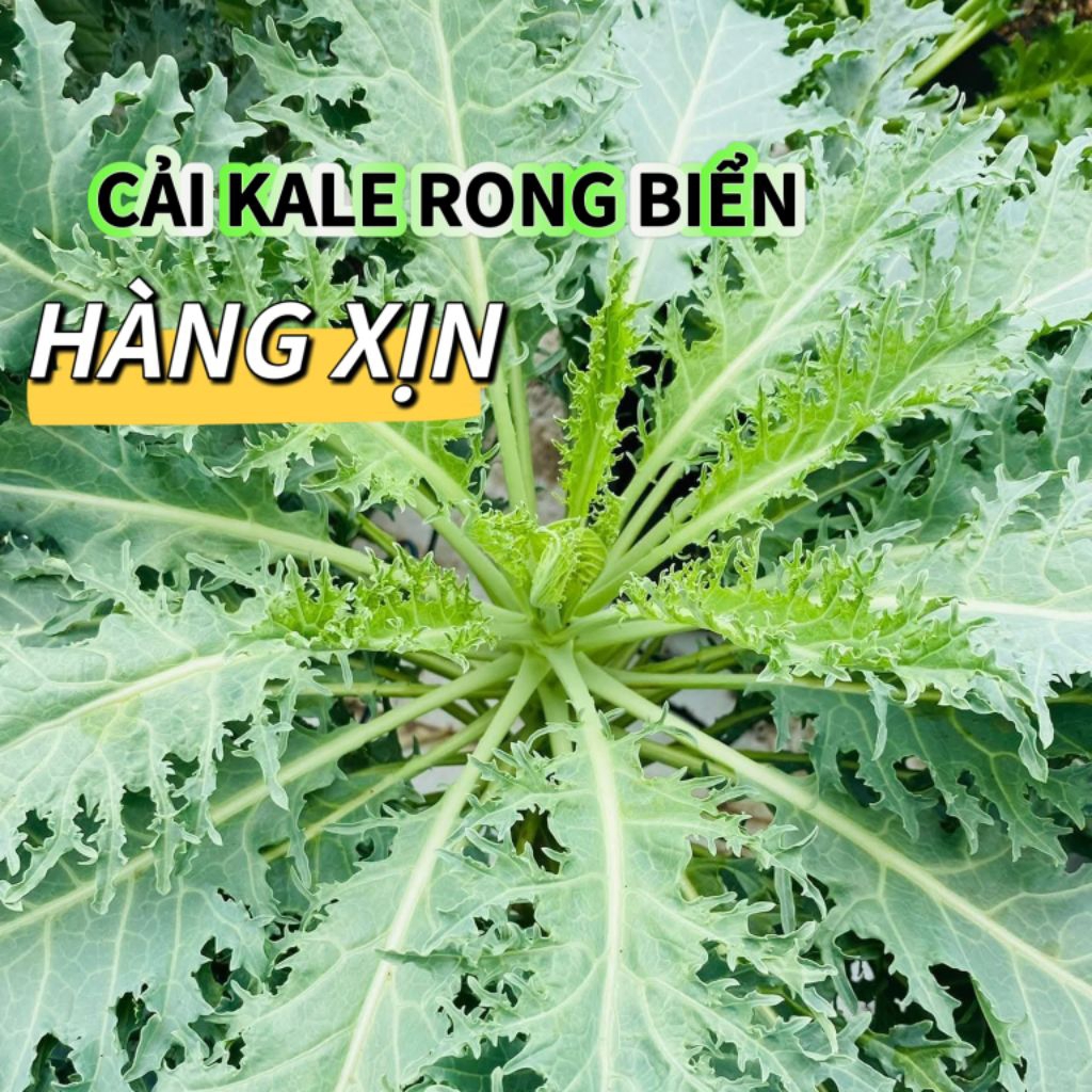 Hạt Giống cải Kale Rong Biển Mỹ Hàng Xịn Nhập Khẩu Chất Lượng Cao