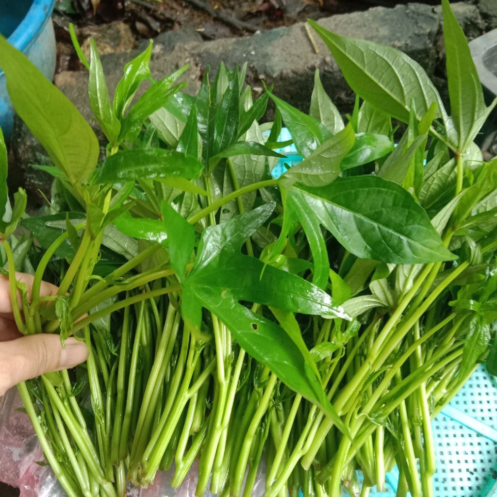 Rau lang - Giá Tốt, Miễn Phí Vận Chuyển, Đủ Loại | Shopee Việt Nam