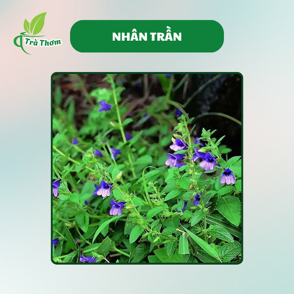 Chất lượng Sản Phẩm Trà Nhân Trần