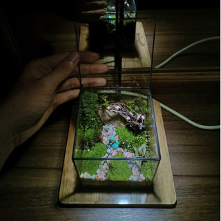 Terrarium " Cỏ Mộng Mơ " quà tặng sinh nhật ý nghĩa