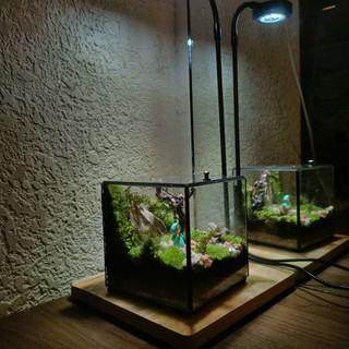 Terrarium " Cỏ Mộng Mơ " quà tặng sinh nhật ý nghĩa