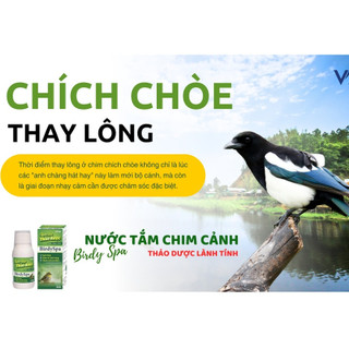NƯỚC TẮM THẢO DƯỢC BIRDYSPA CHO CHIM CẢNH chai 100ml Vb Pharma Sạch lông Giảm ký sinh trùng thơm mát