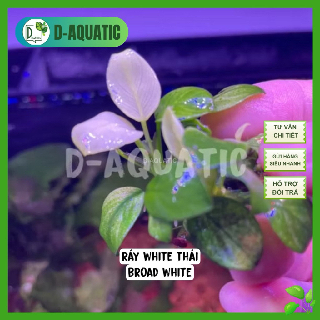 Ráy white thái Broad White - Anubias Broad White cây thuỷ sinh ráy ...