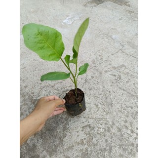 10 cây cà tím trái dài nhanh ra hoa
