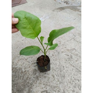 10 cây cà tím trái dài nhanh ra hoa