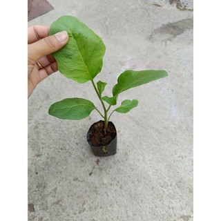 10 cây cà tím trái dài nhanh ra hoa