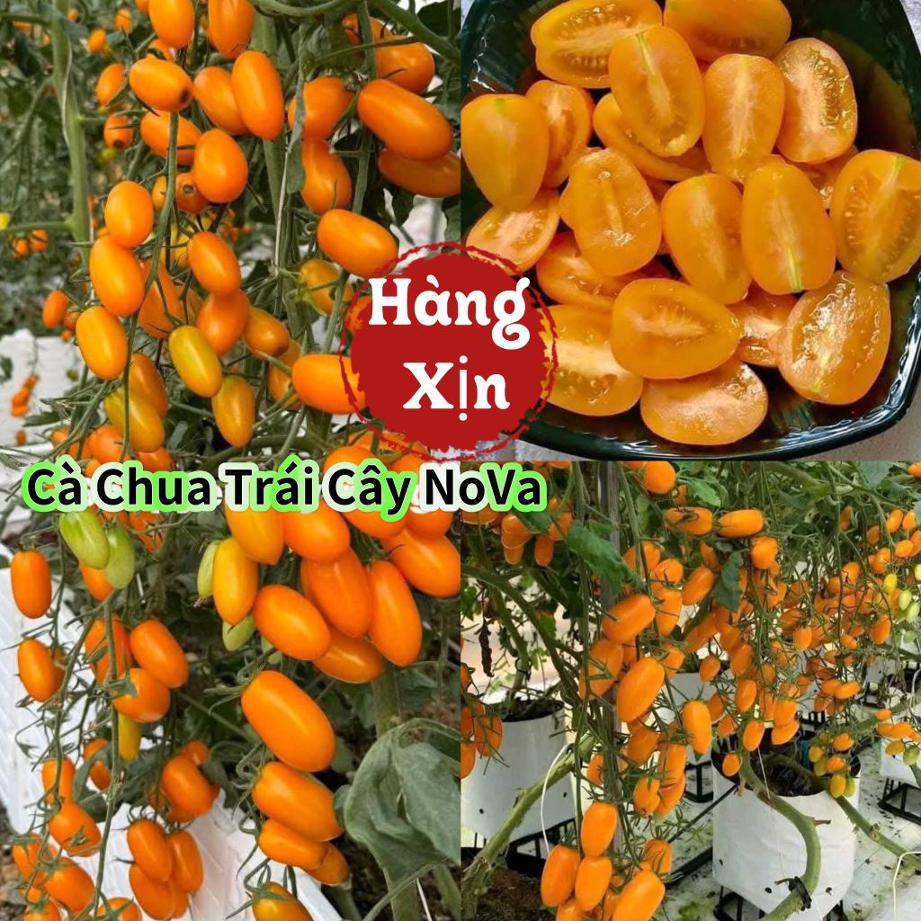 hạt giống cà chua NoVa vàng  Mỹ 💞💞Thơm Ngon💞💞 nảy mầm cực đỉnh