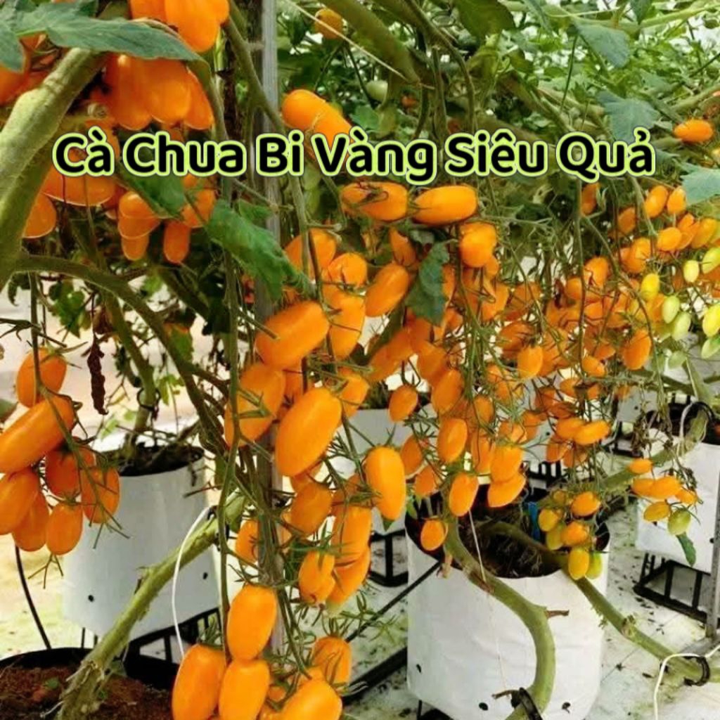 Hạt Giống Cà Chua Chuỗi Bi Vàng F1 Siêu Quả💕 Chất Lượng Cao