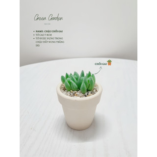Chậu Sen Đá Mini Trang Trí Bàn Làm Việc – Chậu Đất Nung Trắng Phủ Sỏi – Green Garden Decor