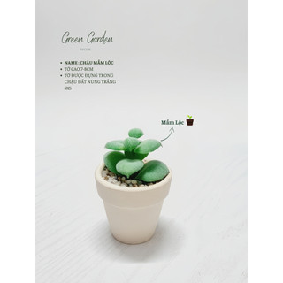 Chậu Sen Đá Mini Trang Trí Bàn Làm Việc – Chậu Đất Nung Trắng Phủ Sỏi – Green Garden Decor
