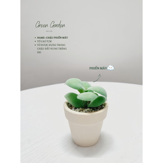 Chậu Sen Đá Mini Trang Trí Bàn Làm Việc – Chậu Đất Nung Trắng Phủ Sỏi – Green Garden Decor